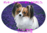ポッキーちゃんのメモリアル写真　ペット葬儀日：２０１０年７月２９日　千葉県よりご依頼